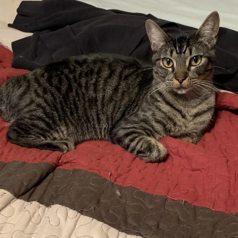 A senior large-sized male Black Domestic Short Hair cat named Percy for adoption in Concord, NH