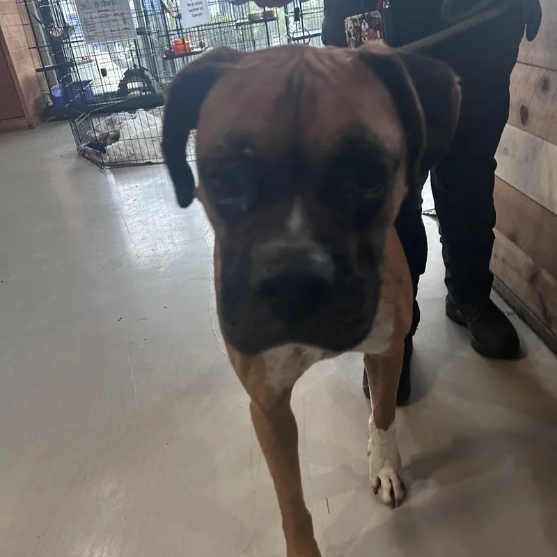 An adult large-sized male Yellow / Tan / Blond / Fawn Boxer dog named Milo Chino Hills Location for adoption in Chino Hills, CA