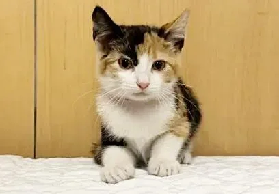 A baby small-sized female Domestic Short Hair cat named Izzy for adoption in Saint Louis, MO