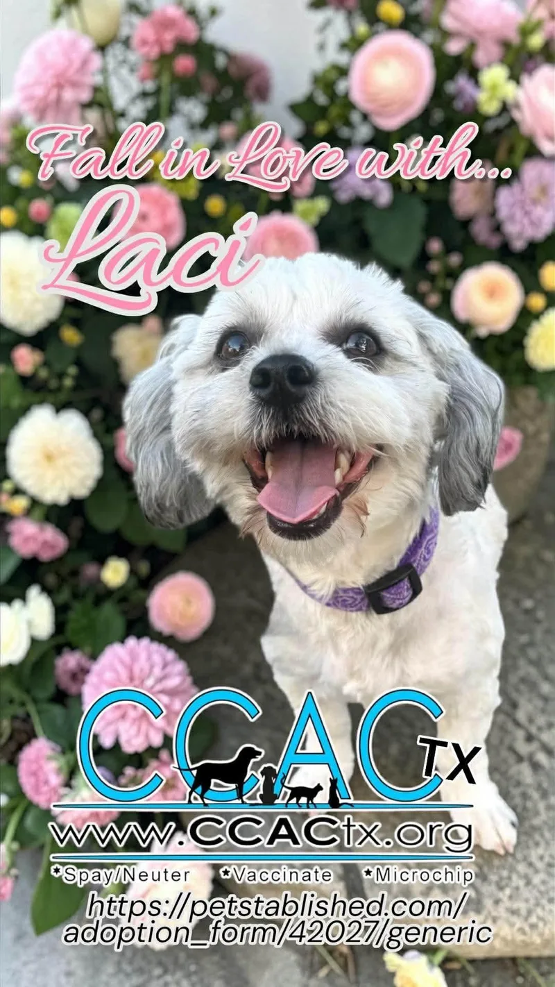 Laci Is Luxury And thumbnail 4