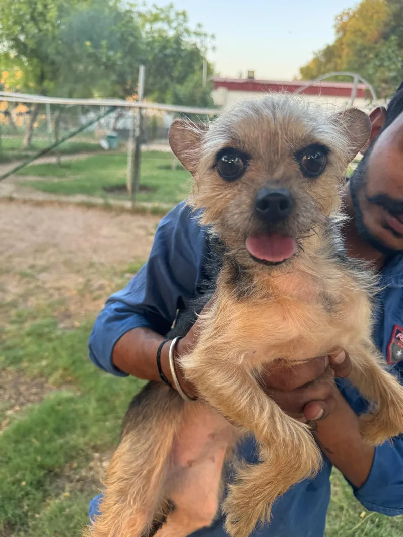 A young small-sized female Yorkshire Terrier dog named Lilo for adoption in New York, NY