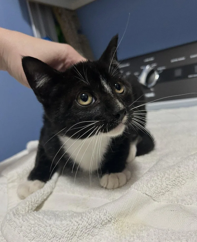 A young medium-sized male Black & White / Tuxedo Domestic Short Hair cat named Starbuck for adoption in Tacoma, WA
