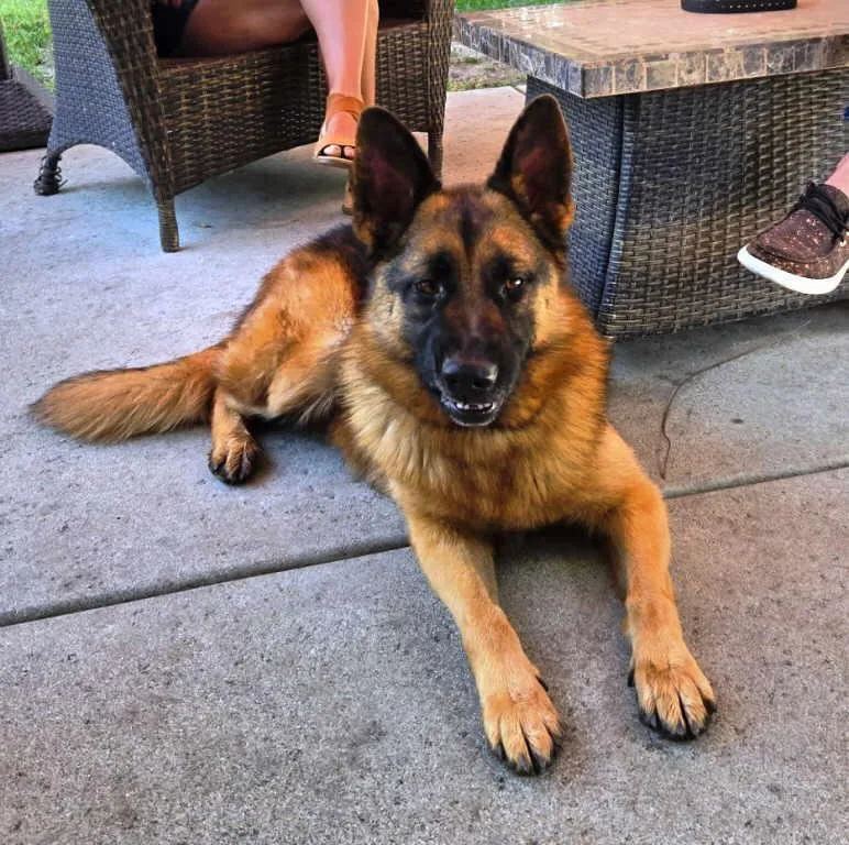 A young large-sized female German Shepherd Dog dog named Grace for adoption in Pleasant Grove, CA