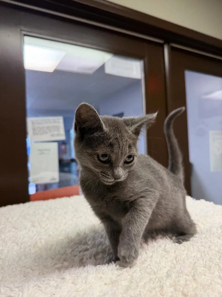 A baby small-sized female Domestic Short Hair cat named Hazel for adoption in Lovingston, VA