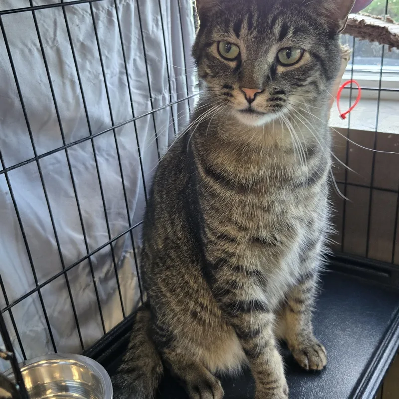 An adult medium-sized male Tabby (Brown / Chocolate) Domestic Short Hair cat named Salzburg for adoption in Mokena, IL