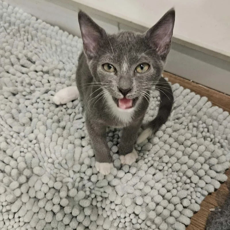 A baby small-sized male Gray / Blue / Silver Domestic Short Hair cat named George for adoption in Tallahassee, FL