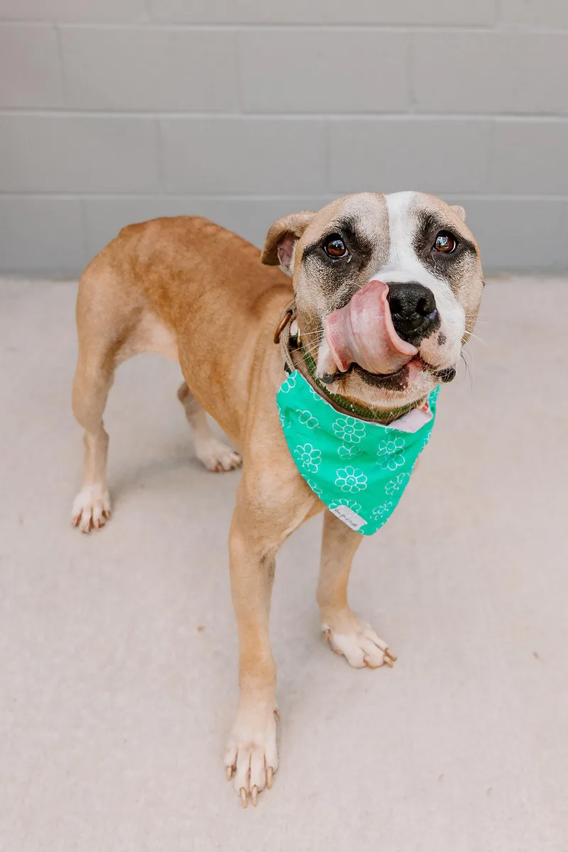 An adult medium-sized female Hound dog named Lori for adoption in Lancaster, SC