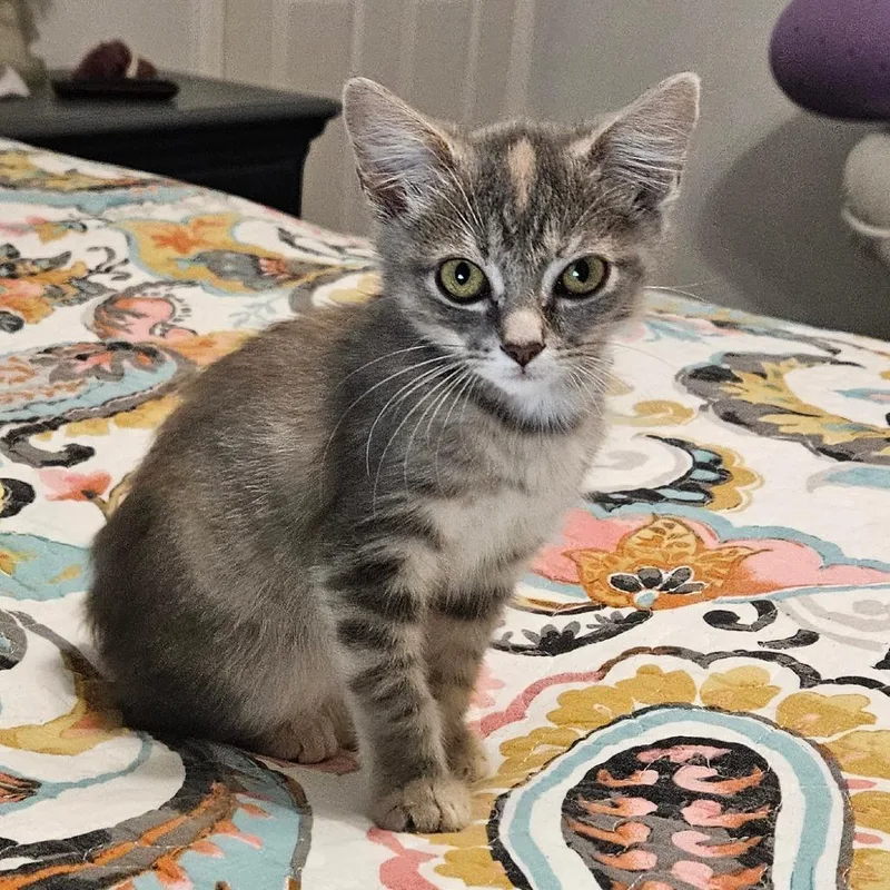 A baby small-sized female Domestic Short Hair cat named Strawberry for adoption in Newport, TN