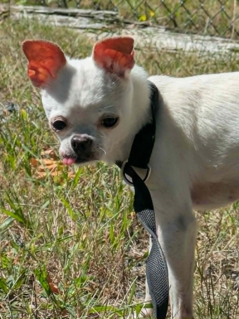 Dingo