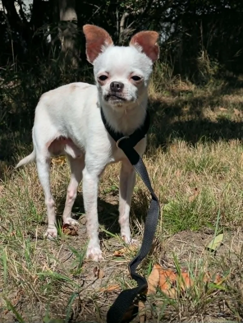 Dingo thumbnail 2