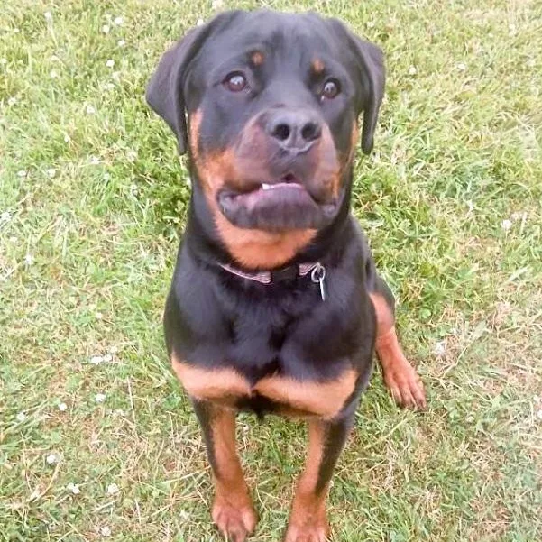 An adult medium-sized female Rottweiler dog named Georgie for adoption in Toledo, OH