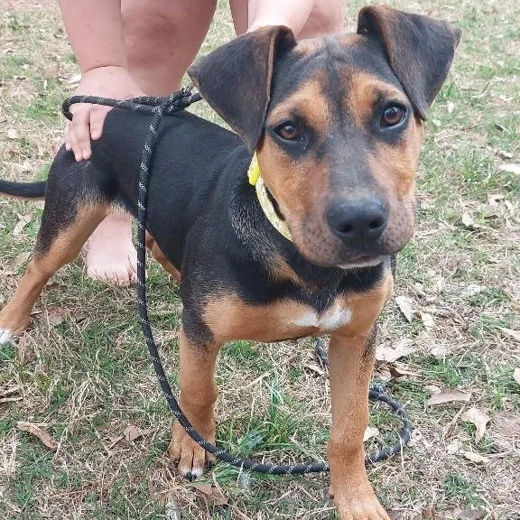 A young medium-sized female Bicolor Mixed Breed dog named Estella for adoption in Cleveland, TX