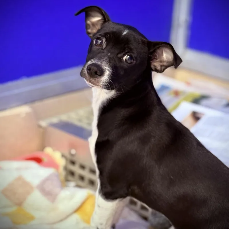A baby small-sized female Black Chihuahua dog named Gigi for adoption in Greensboro, GA