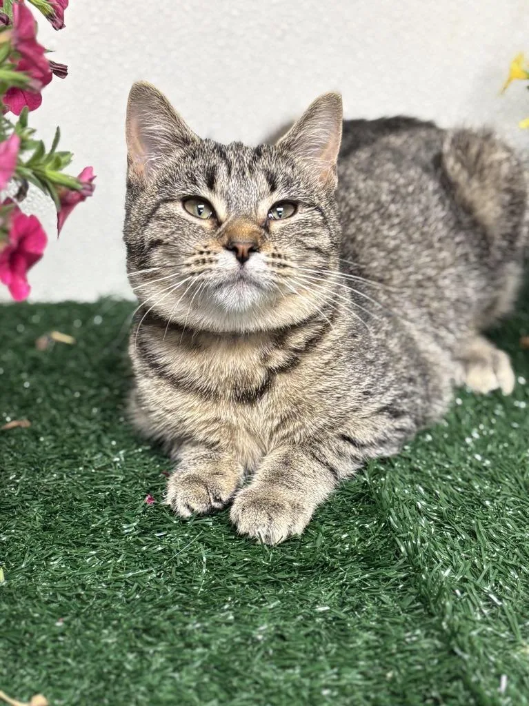 A baby small-sized female Domestic Short Hair cat named Lisa for adoption in Effingham, IL