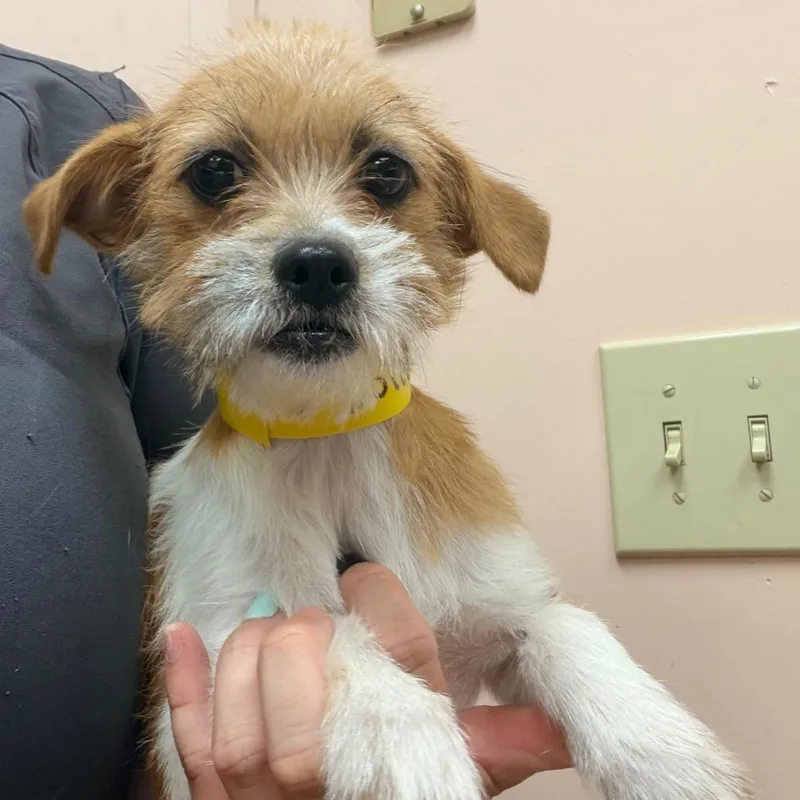 An adult small-sized female White / Cream Terrier dog named Noreen for adoption in Columbus, GA