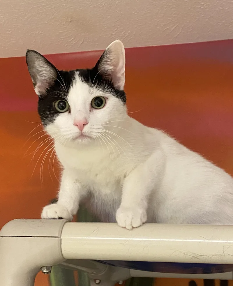 Coriander thumbnail 2