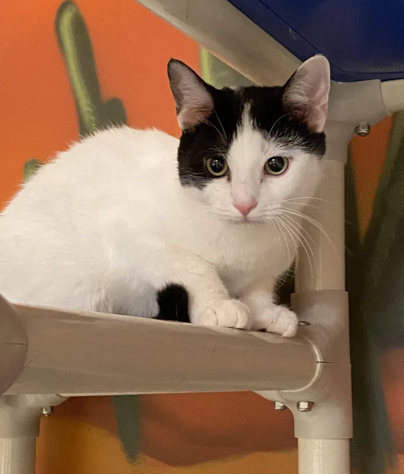 Coriander thumbnail 3