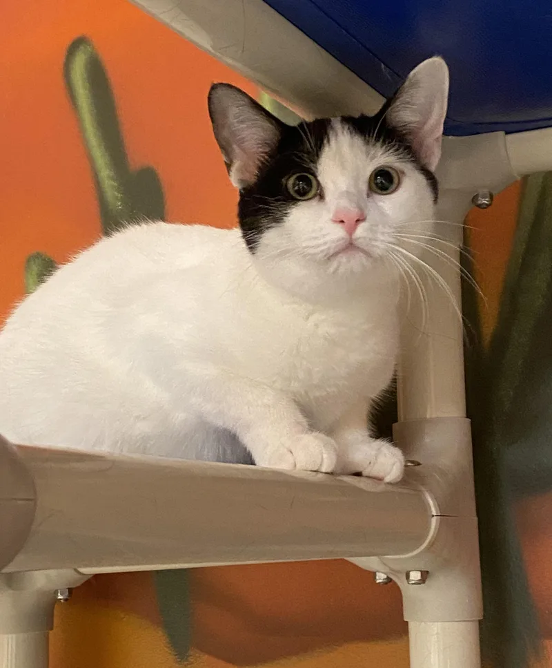 Coriander thumbnail 4