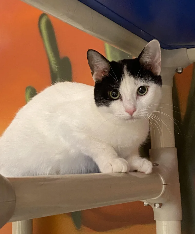 Coriander thumbnail 5