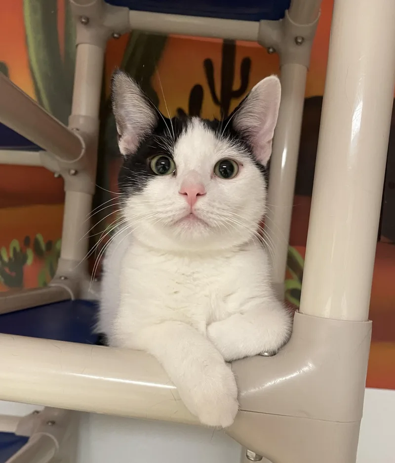 Coriander thumbnail 6