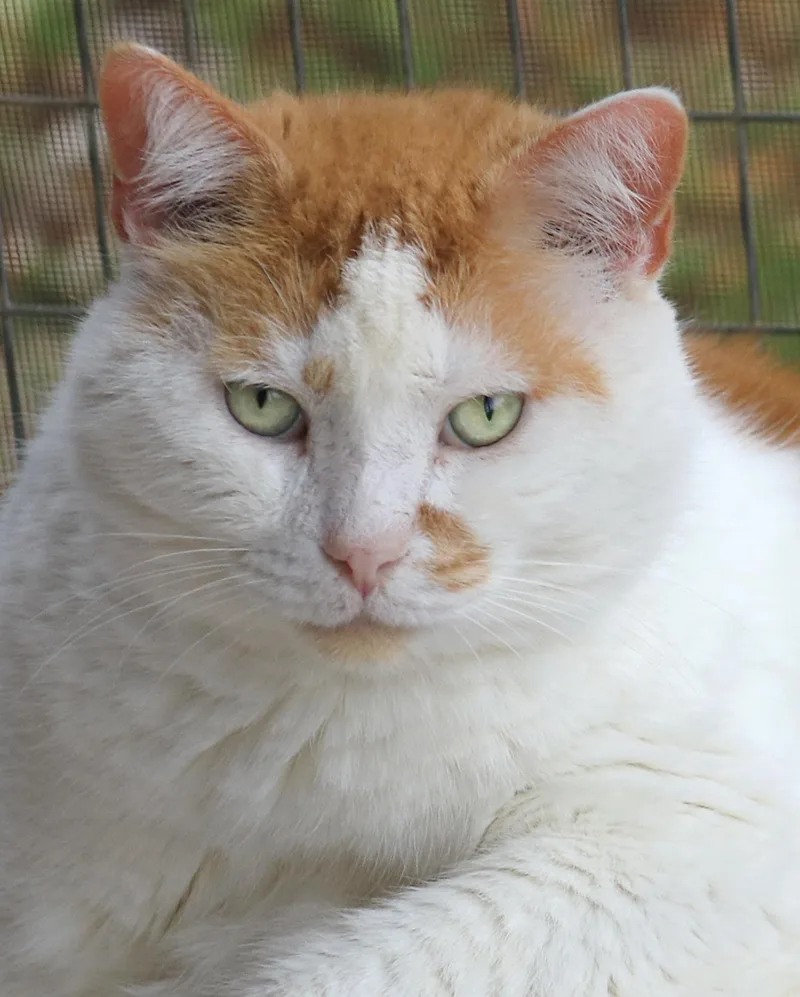A senior large-sized male Domestic Short Hair cat named Alberto for adoption in North Fort Myers, FL