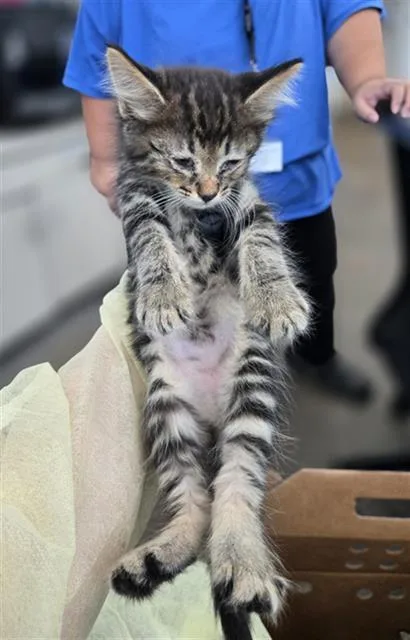 A baby medium-sized male Domestic Short Hair cat named Emiliano for adoption in Dallas, TX