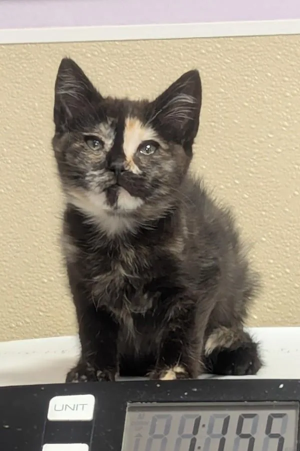 A baby small-sized female Domestic Long Hair cat named Sorscha for adoption in Vancouver, WA