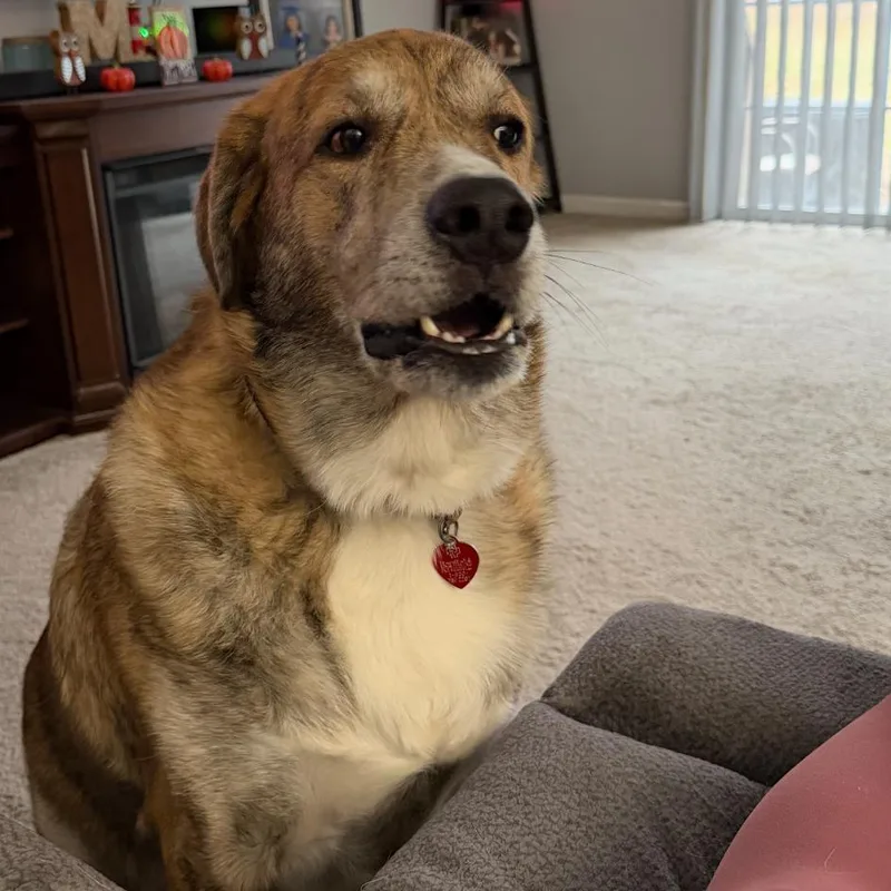 A senior extra large-sized male Yellow / Tan / Blond / Fawn Mixed Breed dog named Dallas for adoption in Wappingers Falls, NY