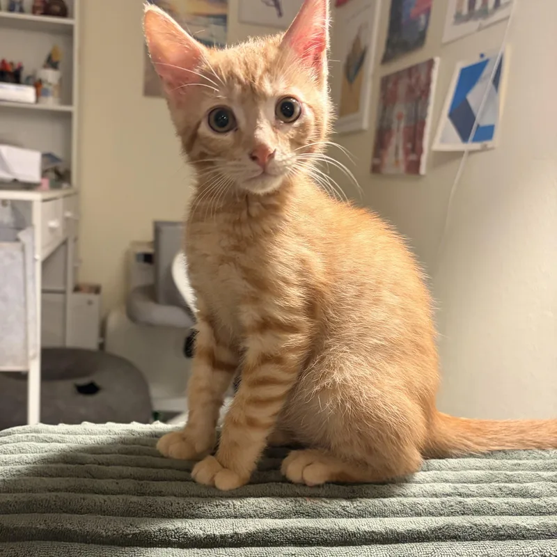 A baby small-sized male Tabby (Orange / Red) Domestic Short Hair cat named Fable Davidson for adoption in Morrison, CO