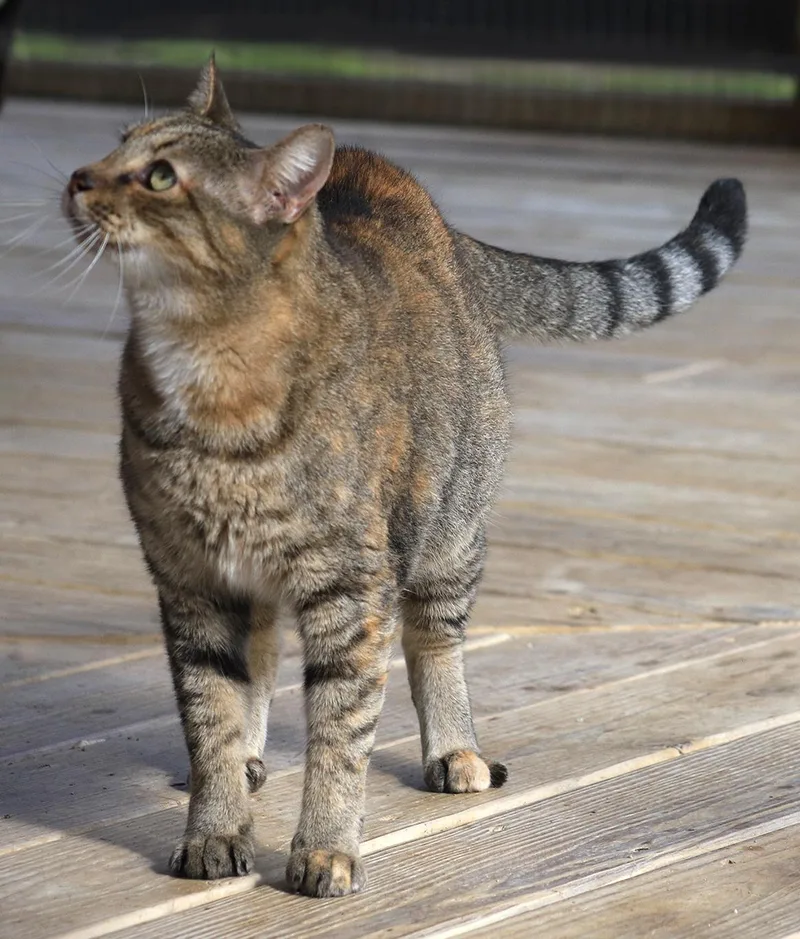 A young medium-sized female Domestic Short Hair cat named Edith for adoption in North Fort Myers, FL