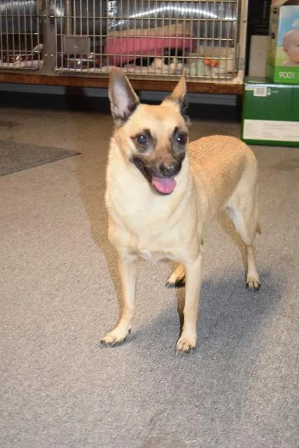 A senior small-sized female Chihuahua dog named Bailey for adoption in Pahrump, NV