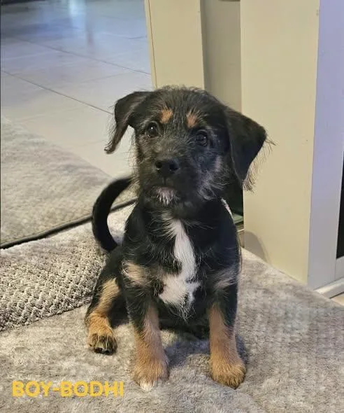 A baby small-sized male Black Dachshund dog named Bodhi for adoption in Miami, FL