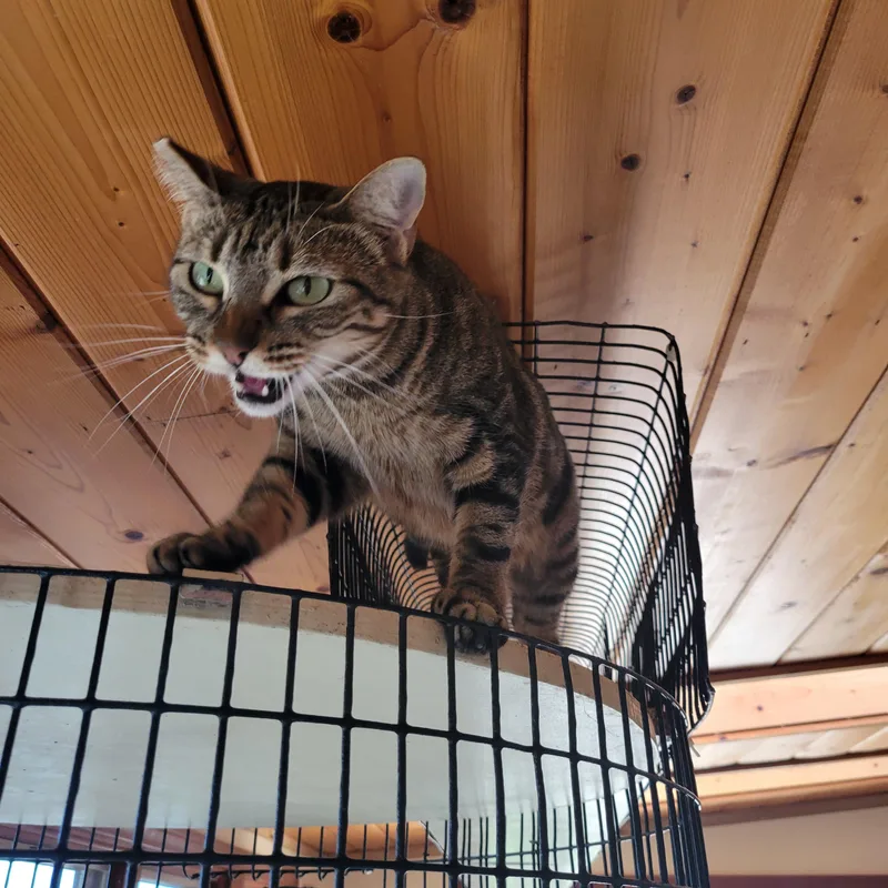 An adult medium-sized female Tabby cat named Xena  the Warrior for adoption in San Diego, CA