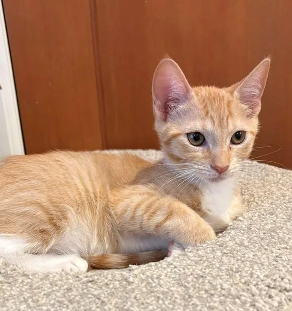 A baby medium-sized female Orange & White Domestic Short Hair cat named Opi for adoption in Little Falls, NJ