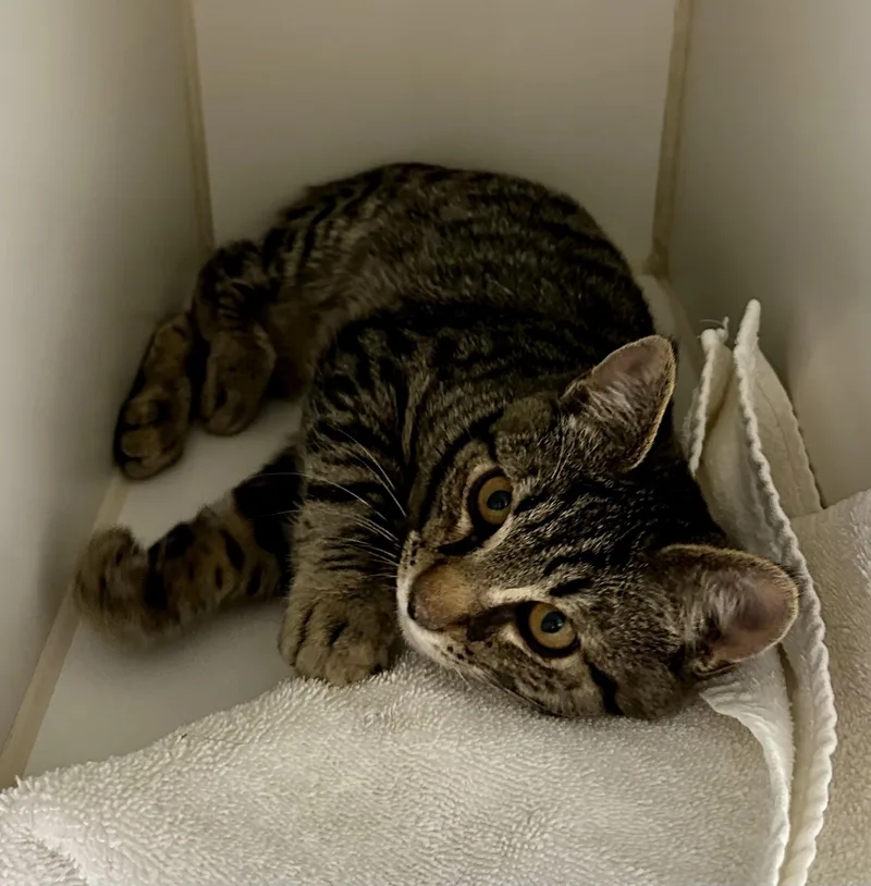 Pinecone thumbnail 2