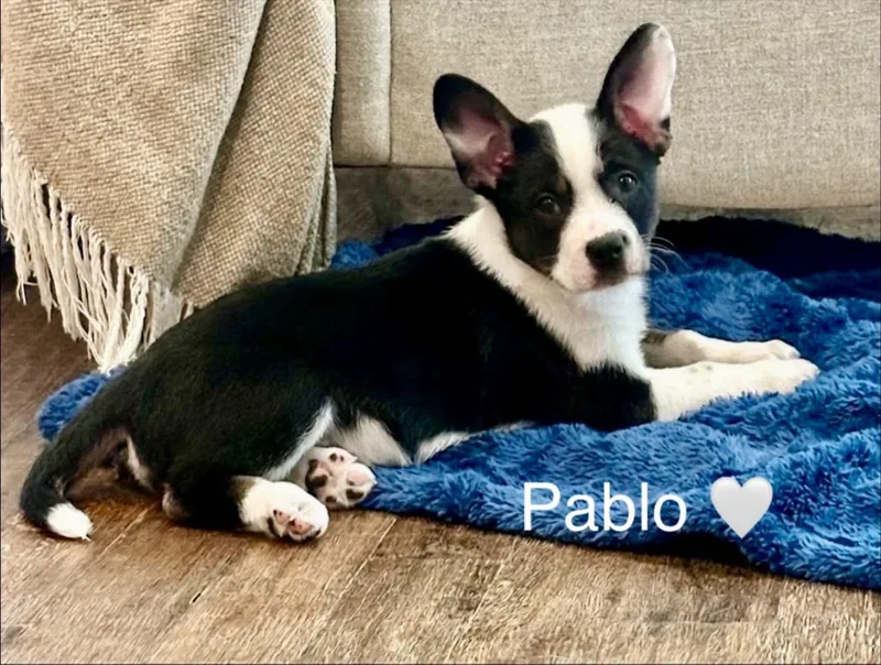 Pablo thumbnail 3