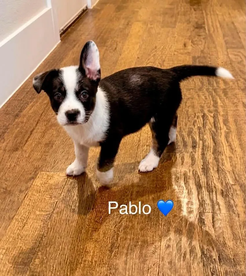 Pablo thumbnail 4