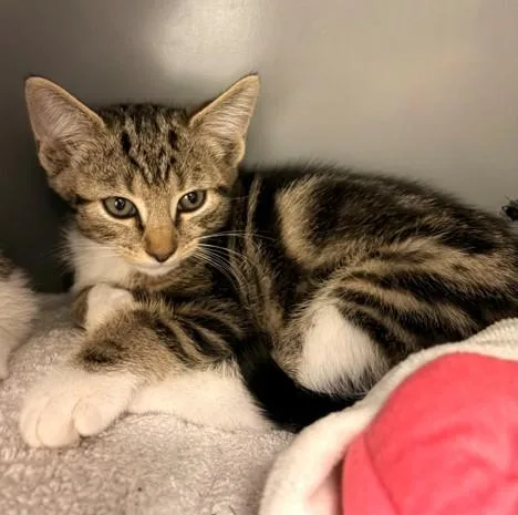 A baby small-sized female Domestic Short Hair cat named Langur for adoption in Leesburg, VA