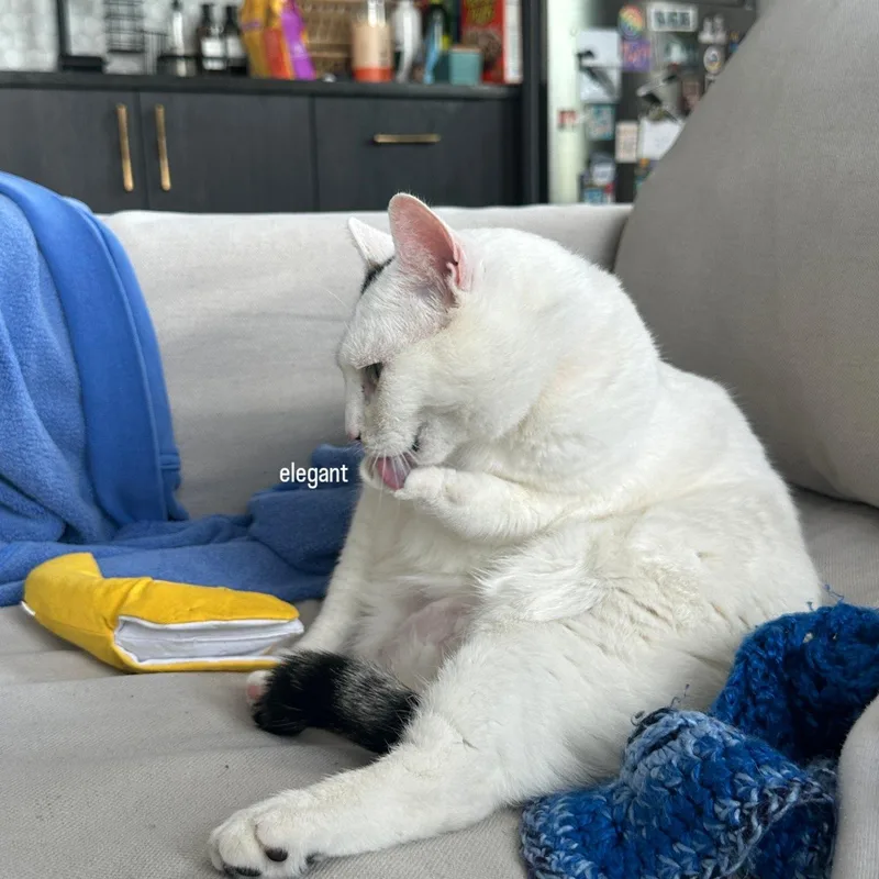 An adult large-sized female White Domestic Short Hair cat named Mareep for adoption in Brooklyn, NY