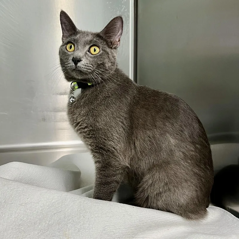 An adult medium-sized female Gray / Blue / Silver Domestic Short Hair cat named April for adoption in Jamestown, ND