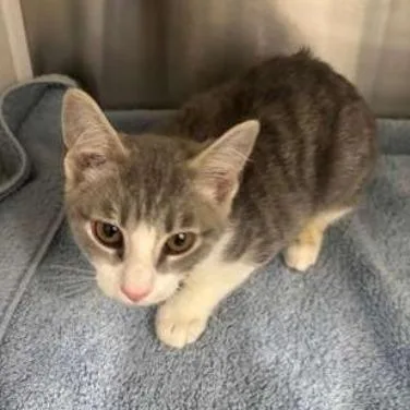 An adult small-sized female Gray / Blue / Silver Domestic Short Hair cat named Cope for adoption in New York, NY
