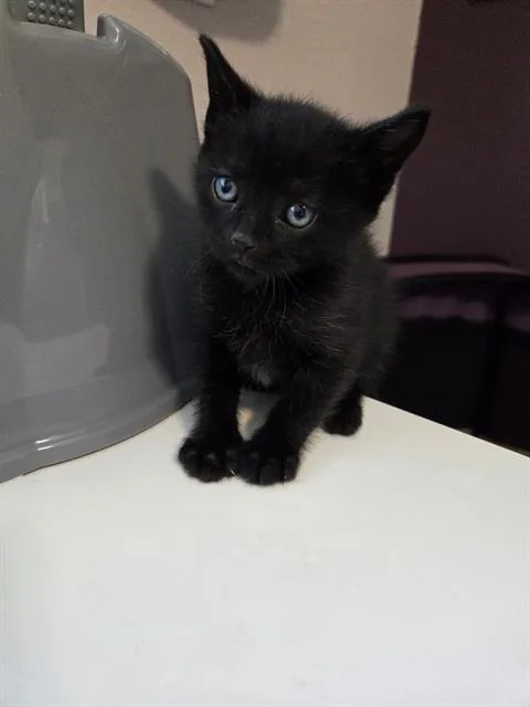 A baby medium-sized male Domestic Short Hair cat named Ted for adoption in Kent, WA