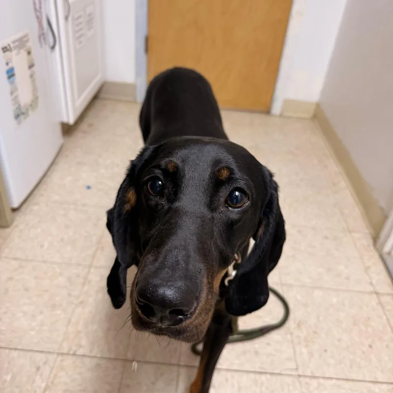 An adult large-sized male Black Treeing Walker Coonhound dog named J.r. for adoption in Franklin, NC