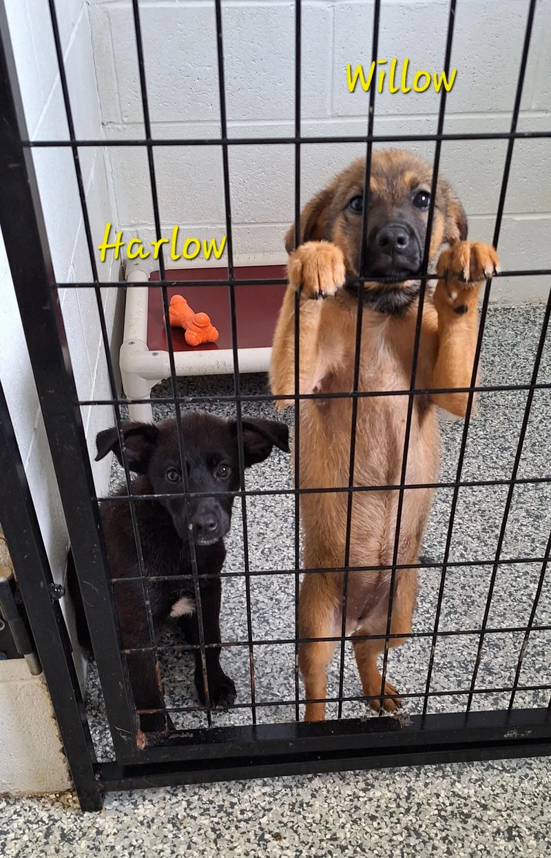 Willow And Harlow thumbnail 3