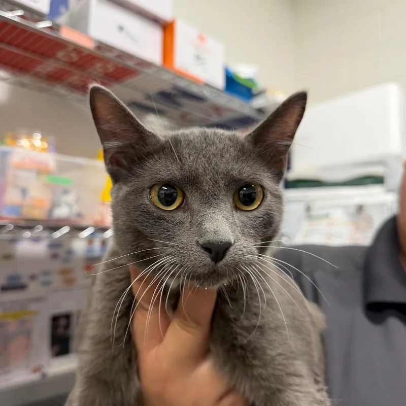 A young medium-sized male Gray / Blue / Silver Domestic Short Hair cat named Mr. Squeeks for adoption in League City, TX