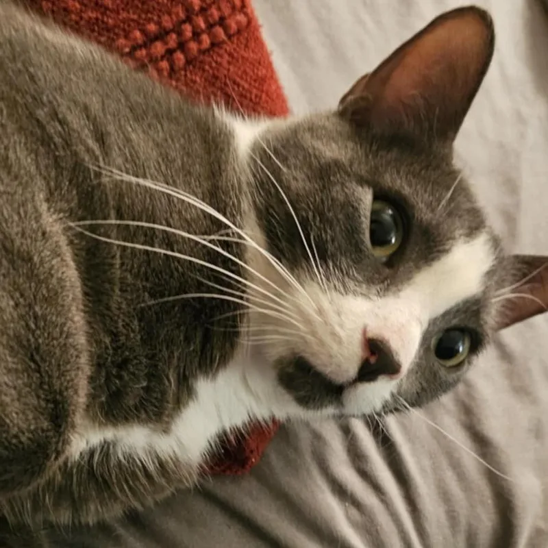 Marcario Aka Maui thumbnail 2