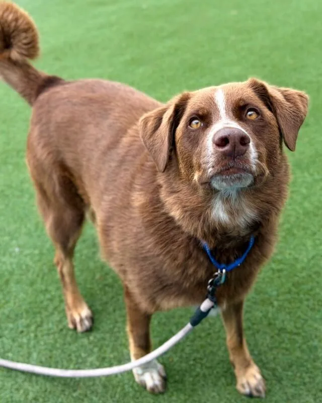 An adult large-sized male Brown / Chocolate Australian Cattle Dog / Blue Heeler dog named Thurmight for adoption in Fruit Heights, UT