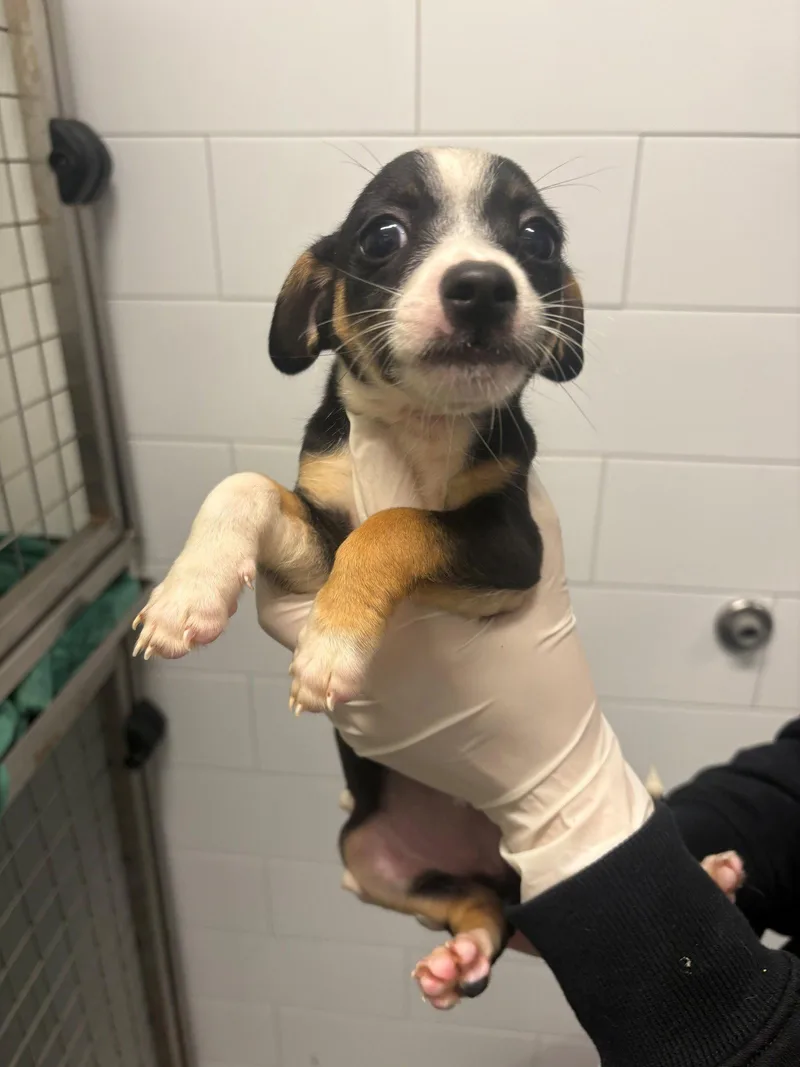 A baby small-sized male Dachshund dog named Yeti for adoption in Austin, TX