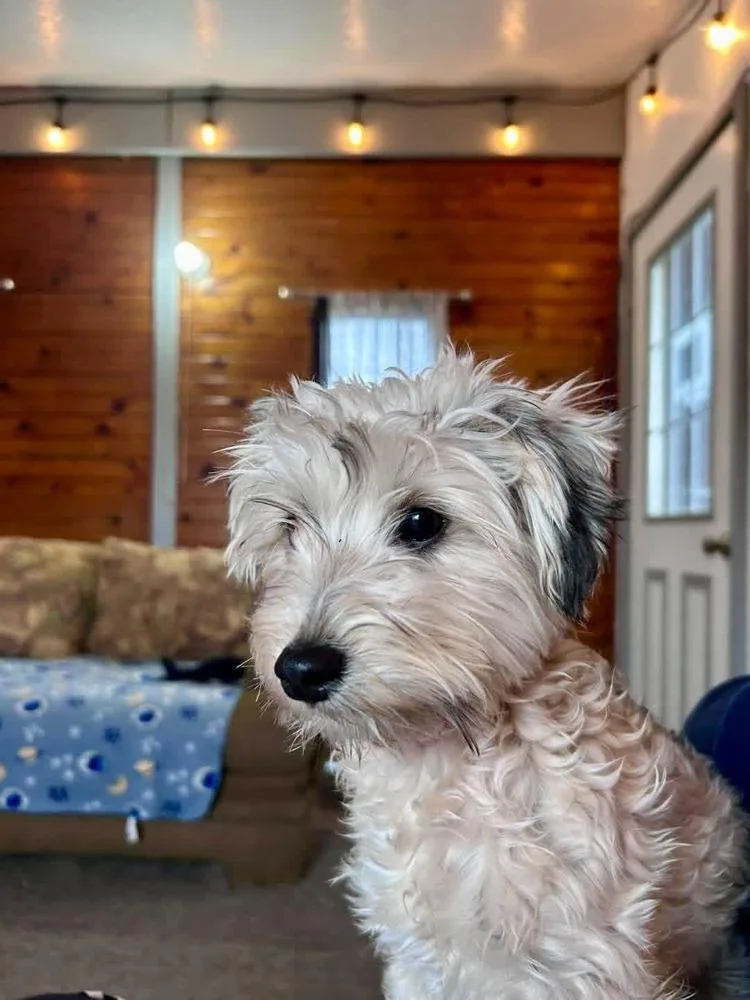 Rosie