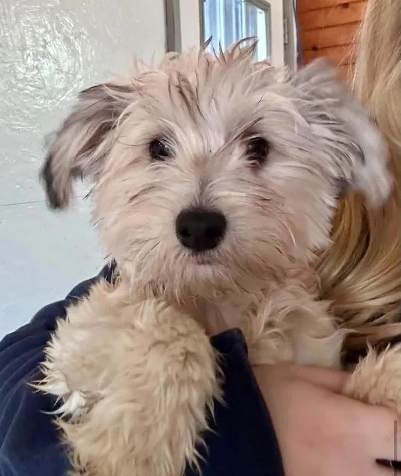 Rosie thumbnail 3